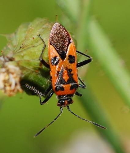 Corizus hyoscyami hyoscyami