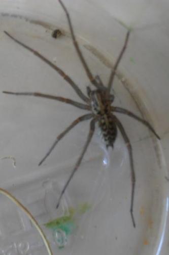 Tegenaria sp.