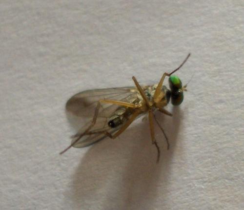 Sciapus sp.