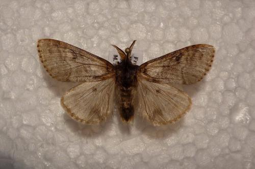 Réf. 60 397 : Calliteara pudibunda