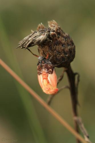 Réf. 60 383 : Carpocoris sp.