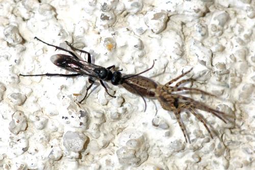 Réf. 60 709 : Segestria sp.