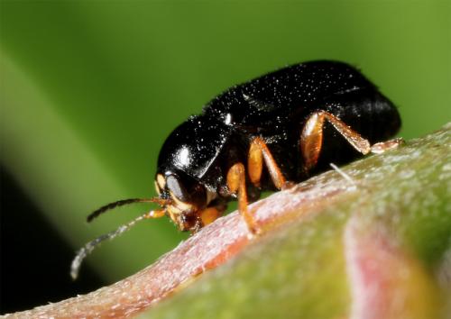 Réf. 60 968 : Cryptocephalus ocellatus