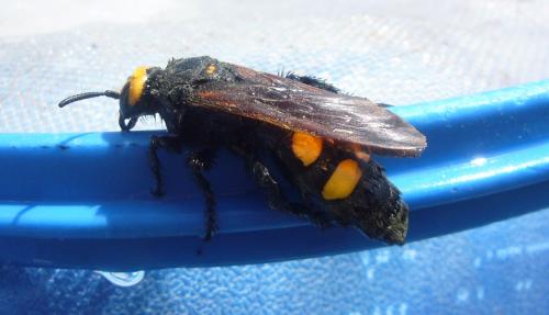 Réf. 60 017 : Megascolia maculata maculata