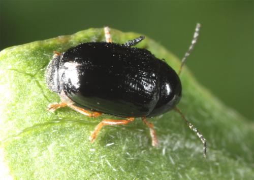 Cryptocephalus ocellatus
