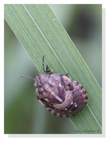 Eurygaster testudinaria