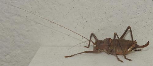 Uromenus rugosicollis