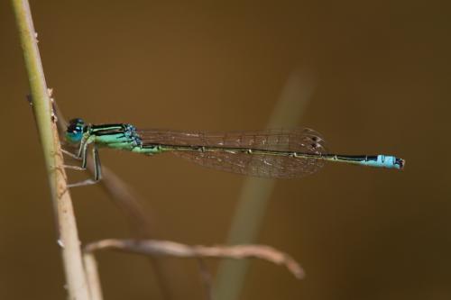 Réf. 60 543 : Ischnura pumilio