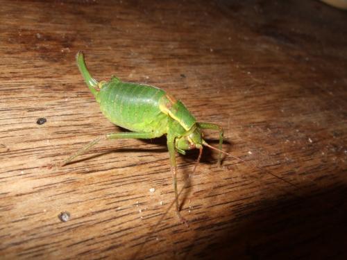 Barbitistes sp.