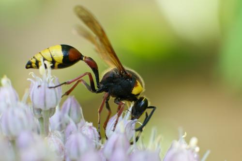 Réf. 60 558 : Delta unguiculatum