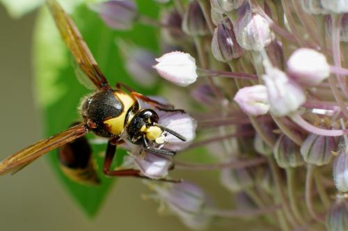 Delta unguiculatum