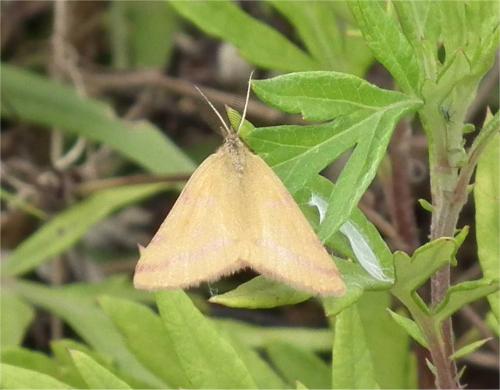 Réf. 60 649 : Lythria purpuraria