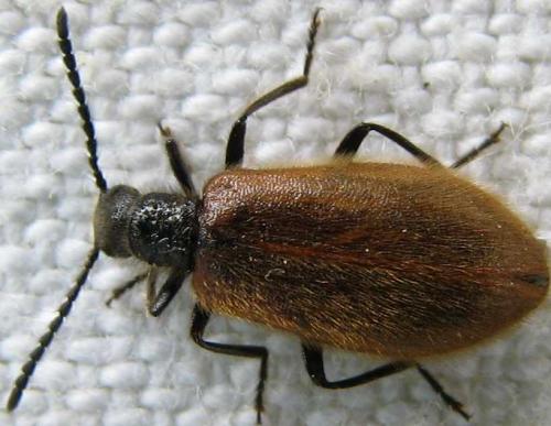 Réf. 60 897 : Lagria sp.