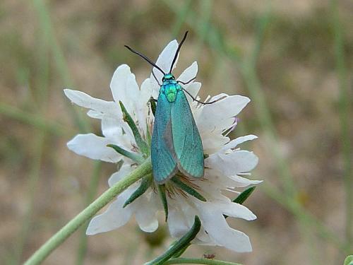 Jordanita sp.