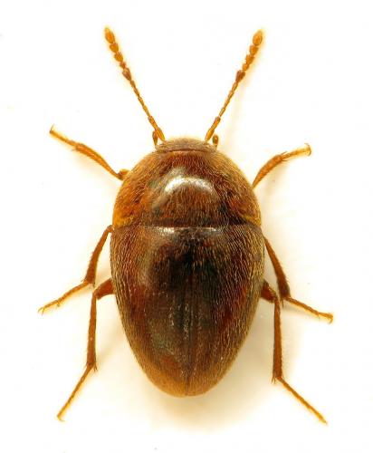 Speophyes lucidulus