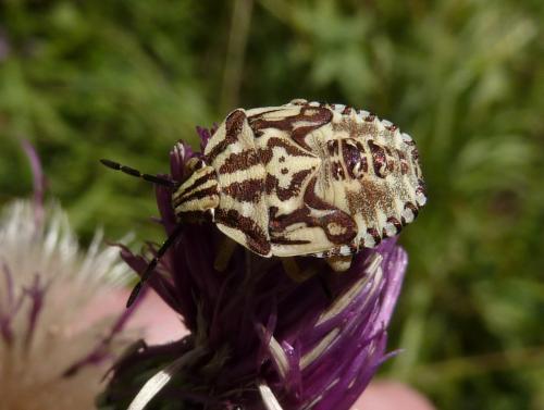 Carpocoris sp.