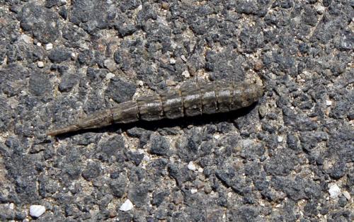 Réf. 60 564 : Stratiomys sp.