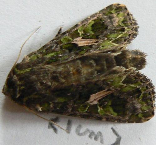 Trachea atriplicis