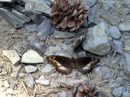 Hipparchia fagi