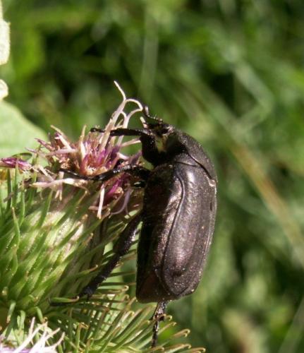 Réf. 60 685 : Netocia morio