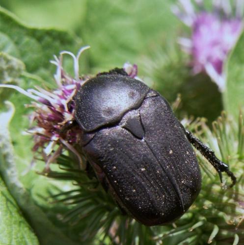 Réf. 60 686 : Netocia morio
