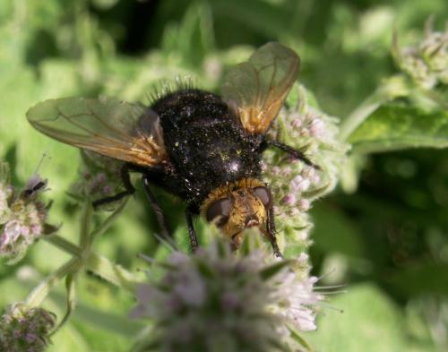 Tachina grossa
