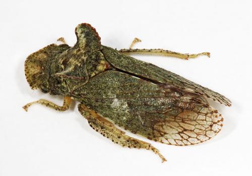 Ledra aurita