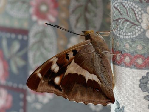 Apatura iris