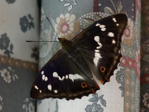 Apatura iris