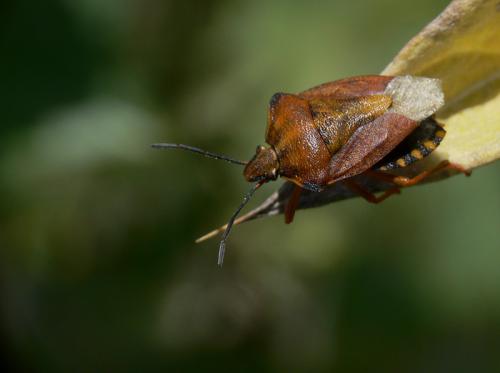 Carpocoris purpureipennis
