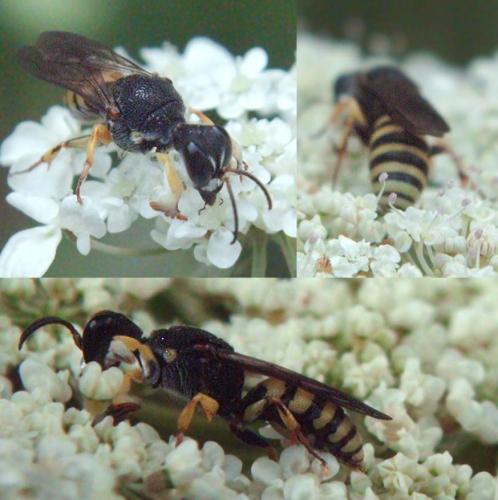 Lestica clypeata