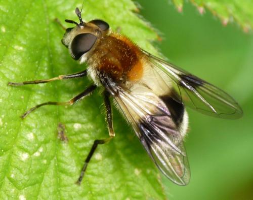 Réf. 60 739 : Leucozona lucorum