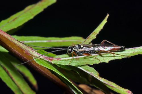 Réf. 60 510 : Lissonota cruentator