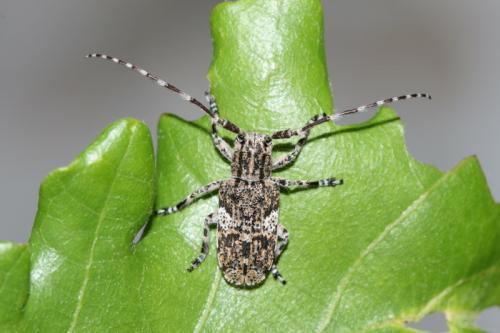 Mesosa nebulosa