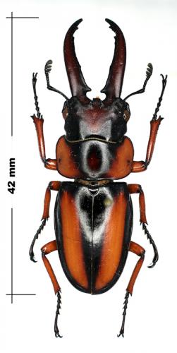 Prosopocoilus savagei