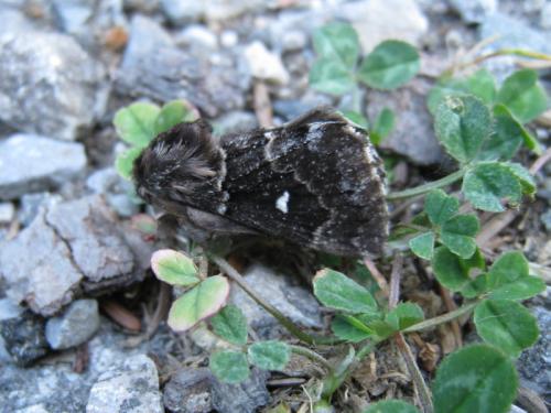 Cosmotriche lobulina