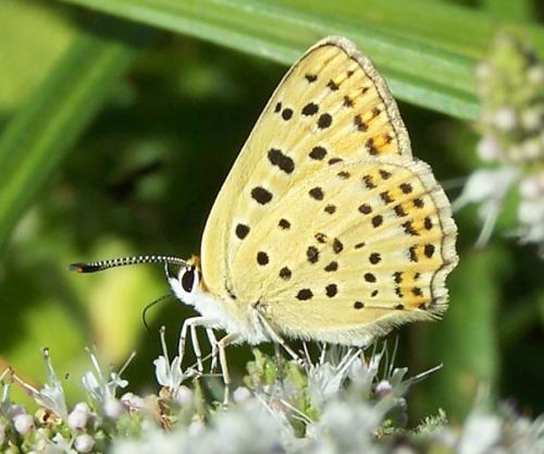Réf. 60 122 : Lycaena tityrus