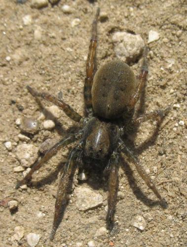 Arctosa leopardus