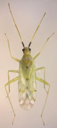 Macrolophus costalis