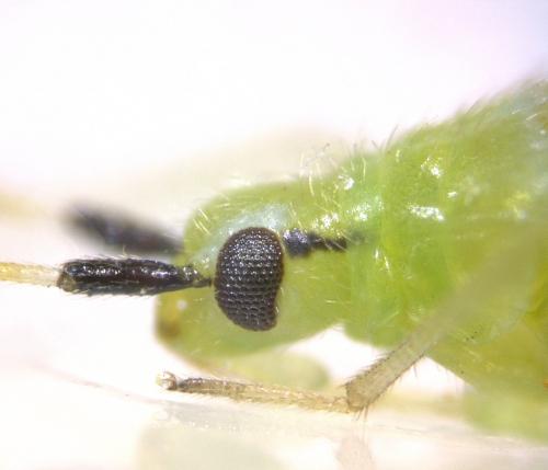 Macrolophus melanotoma