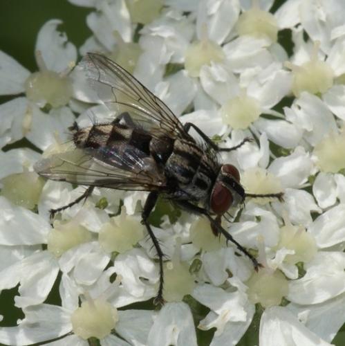 Réf. 60 956 : Macronychia polyodon