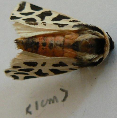Cymbalophora pudica