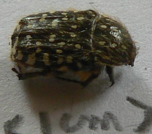Oxythyrea funesta