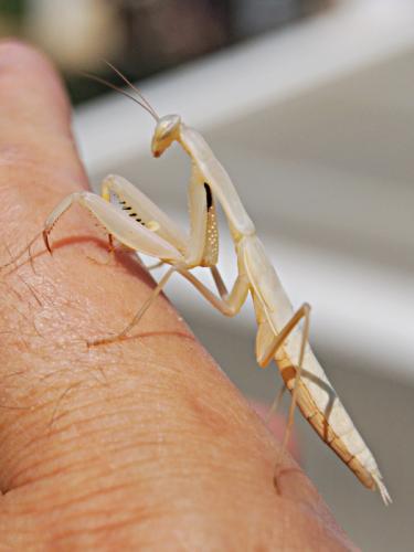 Réf. 60 030 : Mantis religiosa