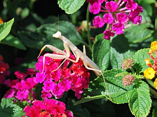 Mantis religiosa
