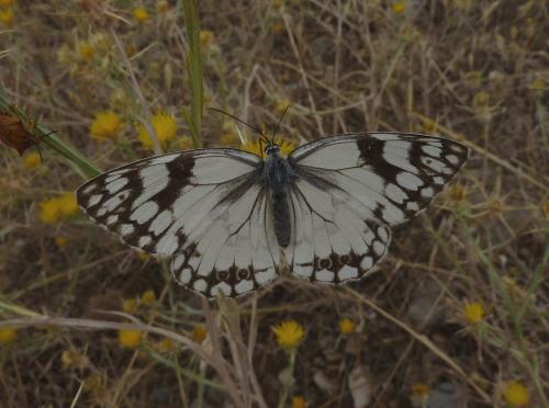 Melanargia lachesis