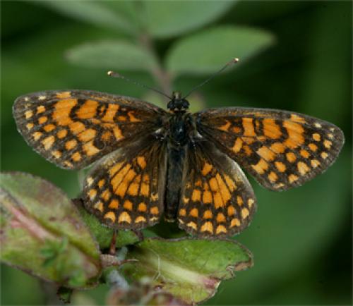 Melitaea athalia celadussa