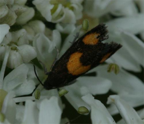 Réf. 60 467 : Pammene aurana