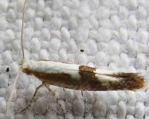 Argyresthia sp.