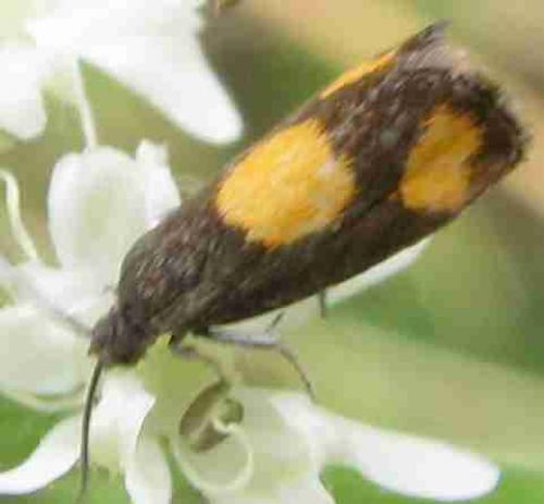 Pammene aurana